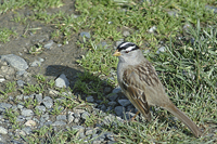 Zonotrichia leucophrys